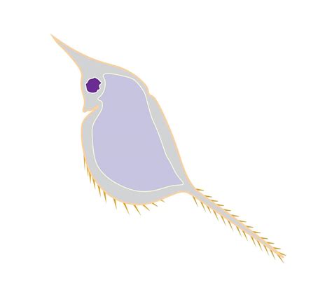 Cartoon design of zooplankton. Vector illustrator 12147844 Vector Art at Vecteezy