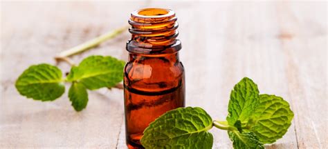 Peppermint Oil Uses, Benefits, Side Effects and More - Dr. Axe