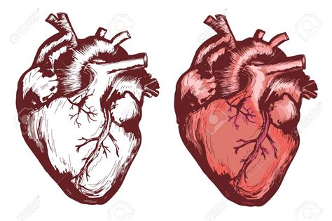 Heart Anatomical Drawing at GetDrawings | Free download