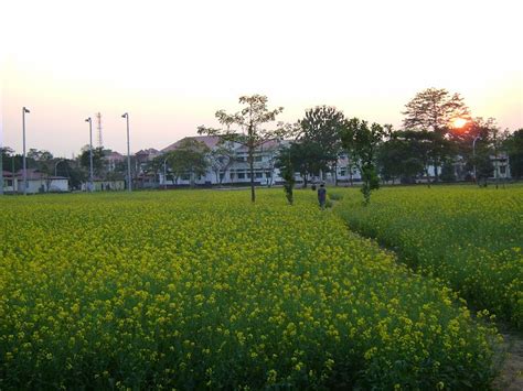 Your Tour to Tezpur University/Cultivation at Campus