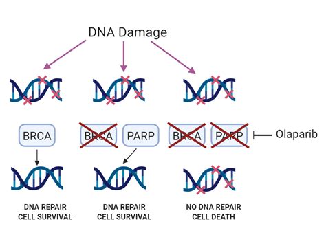 Cellular responses to DNA damage: mechanistic insights and clinical applications – Institute of ...