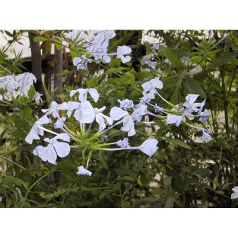 Plumbago auriculata Cultivar