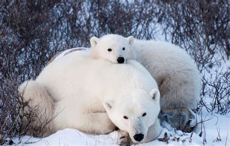 Polar Bears of Churchill | Canada | First Class Holidays