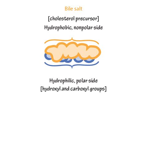 Biochemistry Glossary: Bile Salt | ditki medical & biological sciences