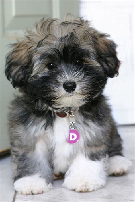 Pin on Havanese Puppies