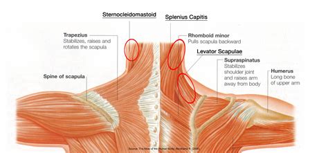 muscles in shoulder and neck