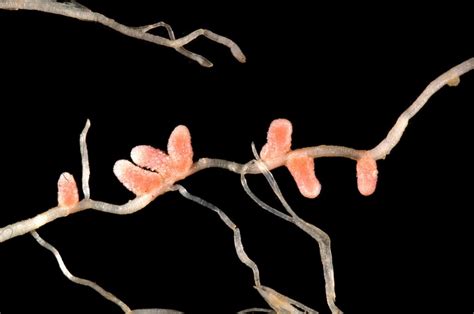 Rhizobium: nitrogen fixing bacteria – Inanimate Life