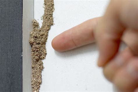 How To Get Rid Of Termites | Cleanipedia