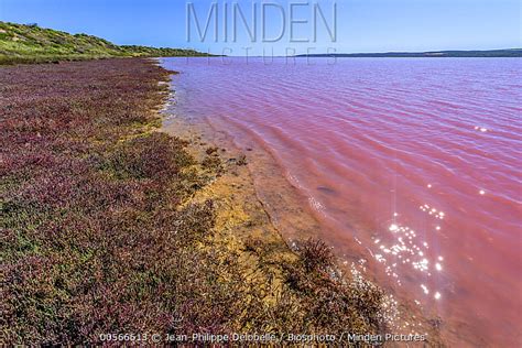 Cyanobacteria stock photo - Minden Pictures