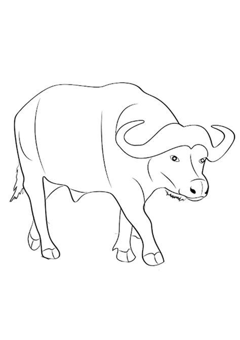 Buffalo Drawing For Kids