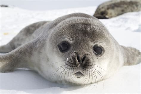 Antarctica Animal Facts - Why Wimps Need Not Apply