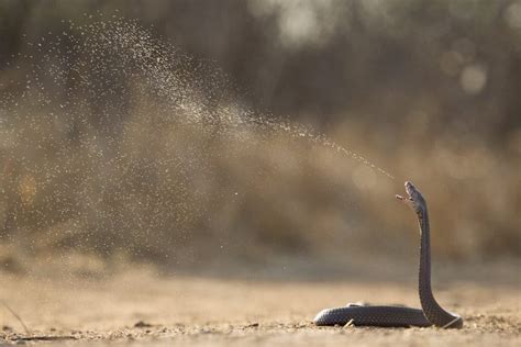 Mozambique Spitting Cobra: Introducing One of Africa’s Deadly Snakes