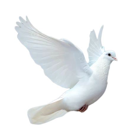 White Dove Flying Isolated On Background, Dove, White, Peace Dove PNG ...