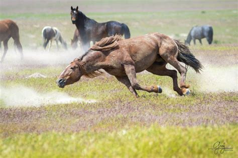 Wild Horses Utah Onaqui Herd Red Running - Red stallion in Onaqui herd ...