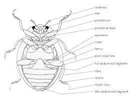 Image result for beetle anatomy diagram | Beetle drawing, Insect ...