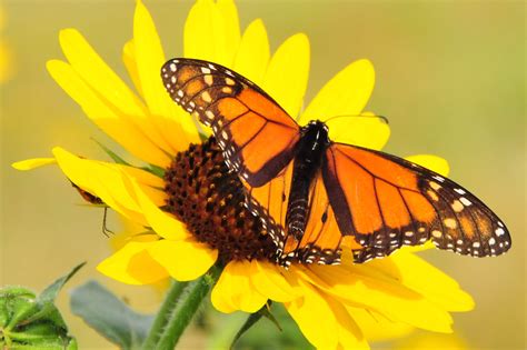 Monarch Butterfly perched on yellow petaled flower in closeup ...