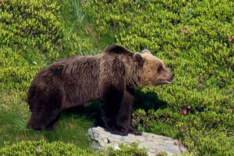 Pyrenees Wildlife - The Adventure Creators