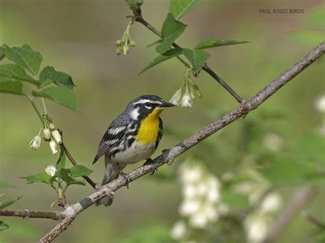 SOUTHERN OHIO SONGBIRDS | paulrossibirds