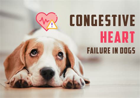 Congestive Heart Failure Symptoms in Dogs