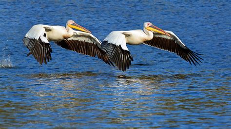 Great White Pelicans taking off in formation at Avis Dam, outskirts of ...