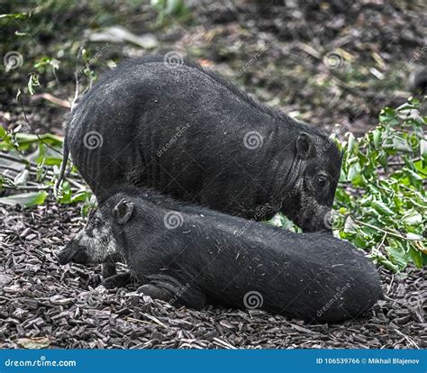 White-lipped peccary 4 stock photo. Image of omnivore - 106539766