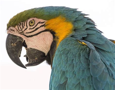 Parrot Sounds & Parrot Noises: The What, Why and How Of These Birds