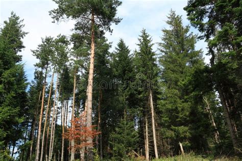 Forest of Silver Fir Tree in Pyrenees Stock Photo - Image of forester, abies: 100955858