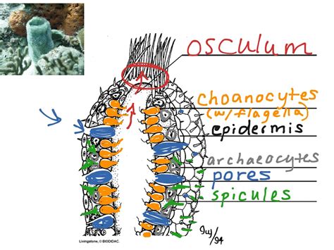 Sponge Anatomy - Anatomical Charts & Posters