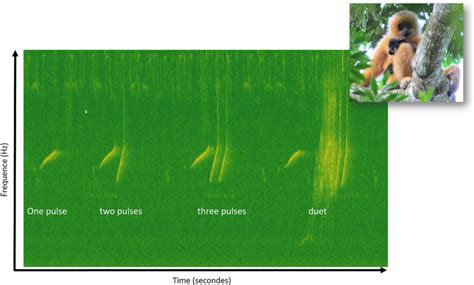 Spectrogram of the Hainan gibbon calls visualized on Sonic Visualiser.... | Download Scientific ...