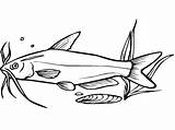 Blue Catfish Coloring Page  Free Printable Coloring Pages For Kids sketch template