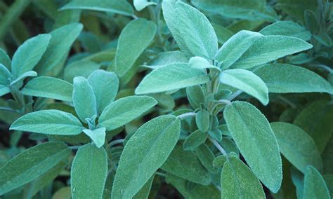 37 Types Of Sage: Festive Fan Favorites - Epic Gardening