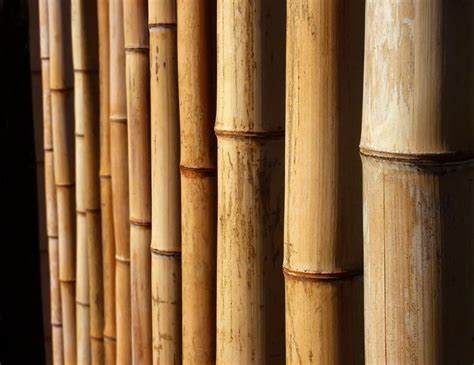 AmazonSmile : Backyard X-scapes Natural Bamboo Poles 2in x 8ft ...