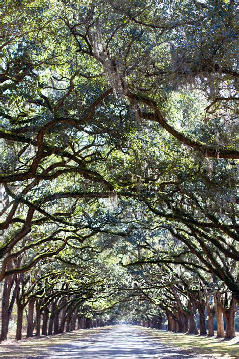 Wormsloe Plantation - Savannah Travel Blog And Guide - For 91 Days