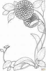 Zinnia Flowers coloring page  Free Printable Coloring Pages sketch template