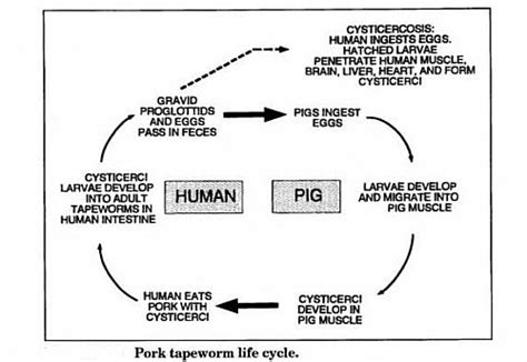 Taenia Solium Diagram, Life cycle, and Egg - Jotscroll