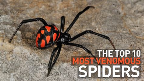 The 10 Most Venomous Spiders In Australia