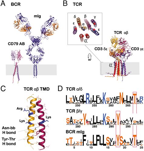 Diagram Of Antigen Receptors On Lymphocytes