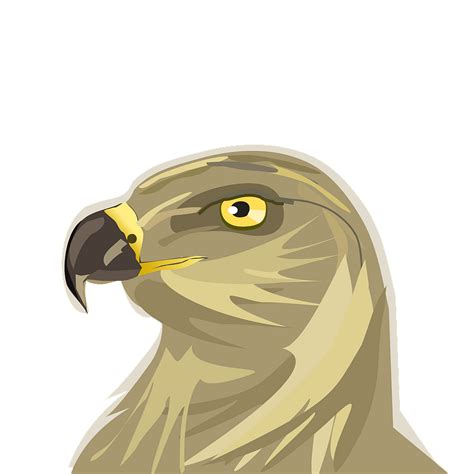 Hawk head clipart. Free download transparent .PNG | Creazilla