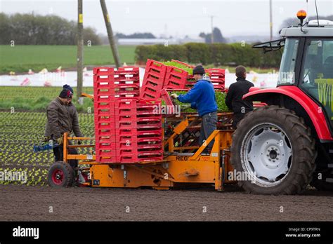 Automatic Planting Machine Lettuce planters Tractor and Seeder at Mere Brow, Hesketh Bank ...