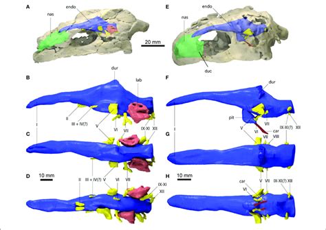 | Endocranial anatomy of Proganochelys quenstedti specimens (A-D) MB... | Download Scientific ...