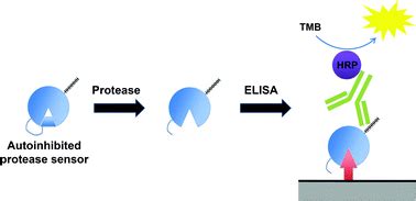 A novel protease activity assay method based on an engineered autoinhibited protein using an ...