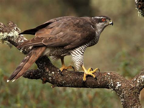 Northern Goshawk | Friends of Cortes Island