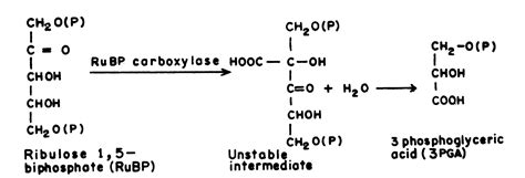 Ribulose biphosphate carboxylase - Enzymes | Laboratory Methodology