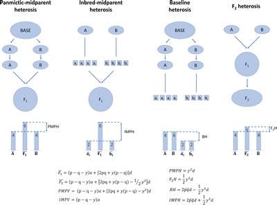 Frontiers | Heterosis and Hybrid Crop Breeding: A Multidisciplinary Review