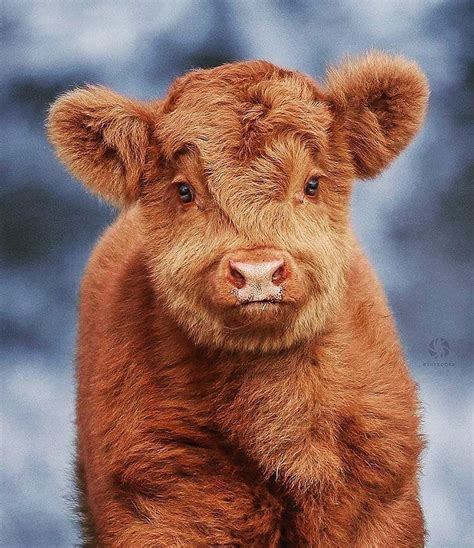 #Repost @all_machines_official • • • • • What a cute Highland Cattle calf from @theedora # ...