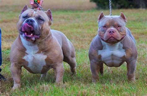 Bully Breed News & Articles | American Bully | Exotic Bully | Bulldogs ...