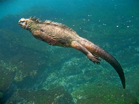 Marine Iguana Habitat