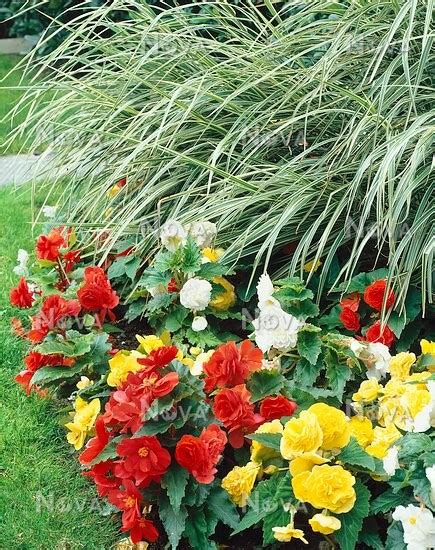 Begonia Non-Stop und Miscanthus sinensis