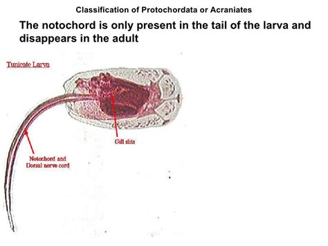 Prochordates