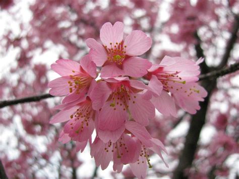 Pretty in Pink Cherry Blossoms